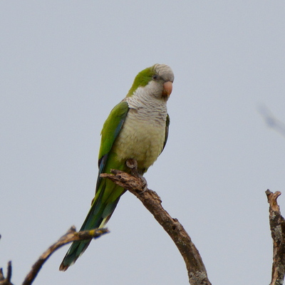 Monk Parakeet